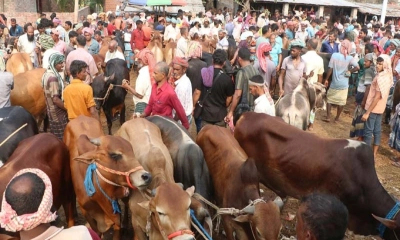 রাজশাহীতে এখনো কোরবানির হাটে নেই ভিড়, আশায় খামারি ও ইজারাদাররা