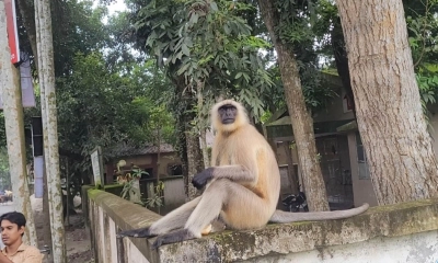 দুর্গাপুরে লোকালয়ে ল্যাঙ্গুর প্রজাতির বন্য হনুমান