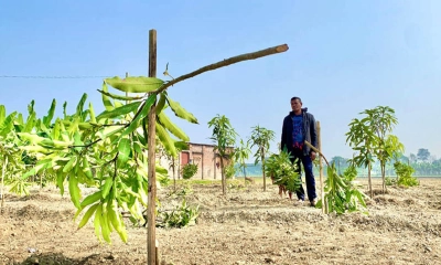 আম গাছের সাথে এ কেমন শত্রুতা