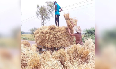তানোরে বোরো ধান কাটা-মাড়াই শুরু