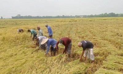 বোরোর বাম্পার ফলনেও হতাশ বিলপাড়ের কৃষকরা