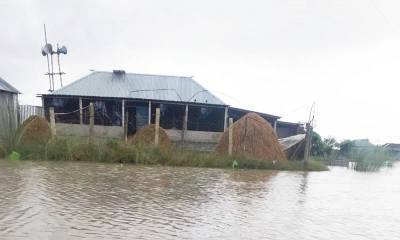 পদ্মায় পানি বৃদ্ধিতে বিপাকে ১৫টি চরের মানুষ