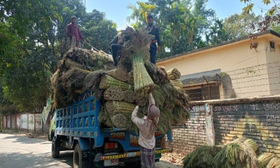 ঝাড়ু ফুলেই বদলে যাচ্ছে পাহাড়ি জনপদের অর্থনীতি