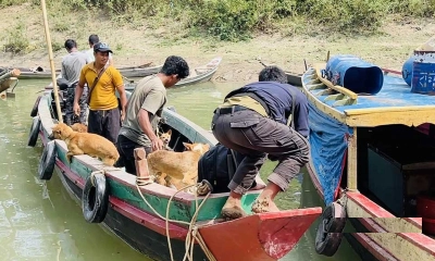 মাংস খাওয়ার জন্য মালিকবিহীন কুকুর শিকার করে তারা