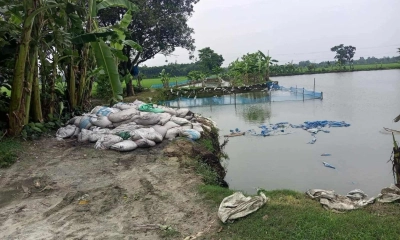 রাণীশংকৈলে অব্যবস্থাপনায় পুকুর পাড়ে মুরগির বিষ্ঠা ফেলে রাখা হয়েছে। ছবি- রূপালী বাংলাদেশ