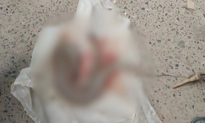 পদ্মার চরে দেখা মিলল পাঁচ ফুট লম্বা রাসেল ভাইপার