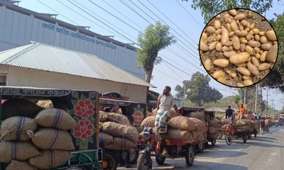 হিমাগারে সংরক্ষিত আলু নিয়ে বিপাকে কৃষক-ব্যবসায়ীরা। ছবি- সংগৃহীত