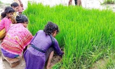 ফুলবাড়ীতে স্বস্তির বৃষ্টি, চাষিদের মুখে হাসি