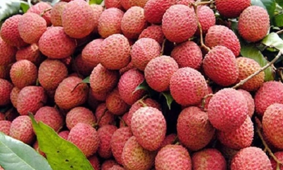 ভালো লিচু চিনবেন কীভাবে?