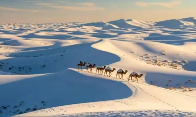 মরুর দেশ সৌদি সাক্ষী হলো তুষারপাতের, কীসের লক্ষণ এটি