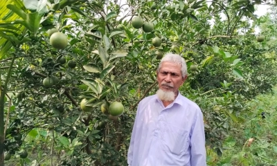 সবুজ পাতার ফাঁকে ঝুলছে রঞ্জু মিয়ার স্বপ্ন