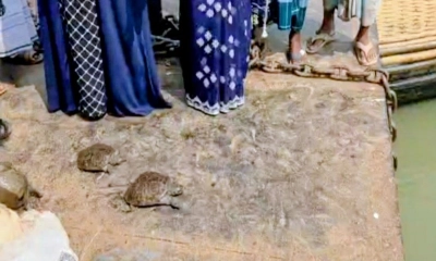 সোনারগাঁয়ে পাচারের সময় ১৩ কচ্ছপ উদ্ধার 