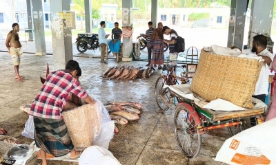 তিন জেলের জালে ধরা পড়ল প্রায় ৪০ লাখ টাকার মাছ 