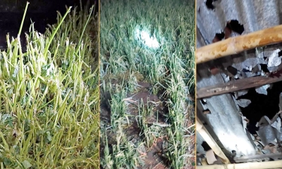 ফুলবাড়ীতে শিলাবৃষ্টি-ঝড়ে ঘরবাড়ি ও ফসলের ব্যাপক ক্ষতি