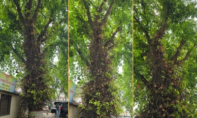 ফুল-ফলের সৌরভে ইতিহাসের সাক্ষী ভাওয়াল রাজবাড়ির নাগলিঙ্গম