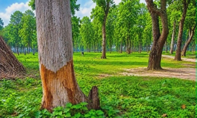 ছাল কেটে গাছ হত্যা, উজাড়ের পথে রাণীশংকৈলের শালবন