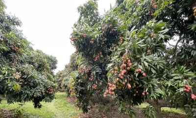 এ বছর পাবনায় লিচুর ব্যবসা ৮০০ কোটি টাকায় পৌঁছাতে পারে