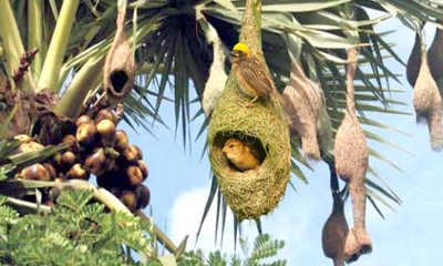 চট্টগ্রামে বাবুই পাখি হত্যা ও বাসা ধ্বংস করায় কৃষকের কারাদণ্ড