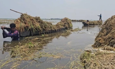 হাওরের ৭ জেলায় হাজার কোটি টাকার ফসলের ক্ষতি