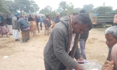 ঠাকুরগাঁওয়ে গরুর হাটে অতিরিক্ত টোল আদায়ের অভিযোগ