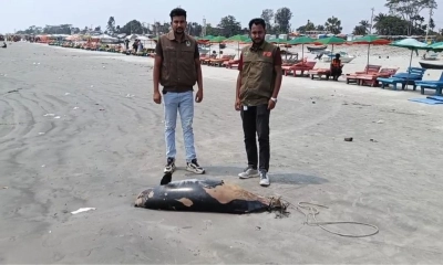 কুয়াকাটা সৈকতে ভেসে এলো ৮ ফুট লম্বা মৃত ডলফিন