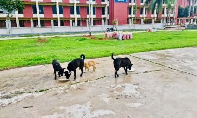 ফাঁকা ক্যাম্পাসে ক্ষুধার্ত প্রাণীদের পাশে বাকৃবি ছাত্রদল