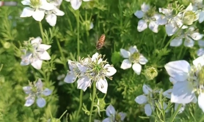 এক জমিতে কালোজিরা ও মধু, কৃষকের মুখে হাসি
