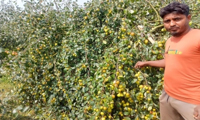 মাস্টার্স পাস মাহবুবের বরই চাষে সফলতা