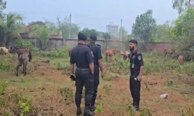 ঘোড়ার মাংস গরুর বলে বিক্রি