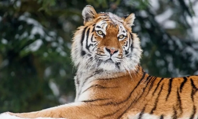 শুধু মানুষ নয়, বাঘেরাও করে উপবাস