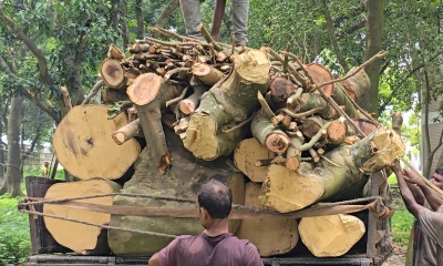ওসির নির্দেশে হাসপাতালের গাছ কর্তন, জানতেন না ইউএনও-বন বিভাগ