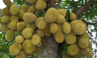 আজ বিশ্ব কাঁঠাল দিবস