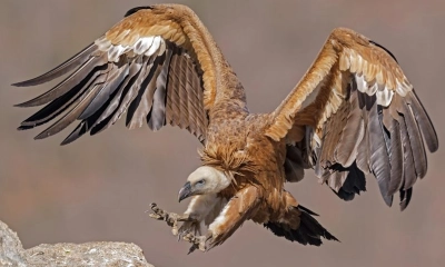 ছবি - সংগৃহীত