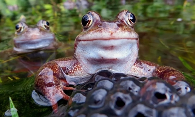 ত্বক দিয়ে শ্বাস ও পান, ব্যাঙের অবিশ্বাস্য বেঁচে থাকা