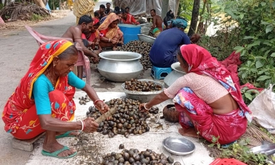 শামুক আহরণ চলছে। ছবি- রূপালী বাংলাদেশ
