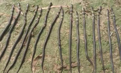 তাড়াশে ১৫ কেউটে সাপ পিটিয়ে হত্যা