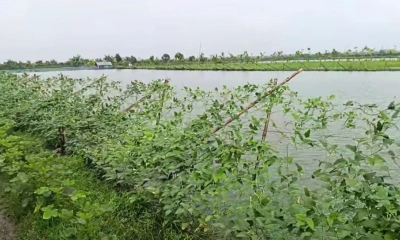 সাতক্ষীরায় ঘেরের আইলে সবজি চাষ করে স্বাবলম্বী শত শত পরিবার
