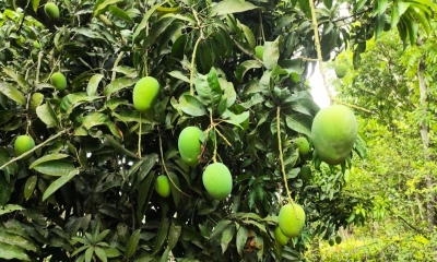 সাতক্ষীরায় আম ক্যালেন্ডার ঘোষণা