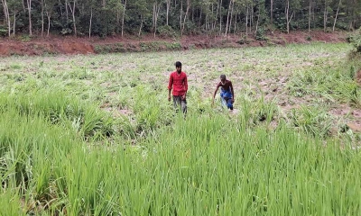 বন্যহাতির আক্রমণে বিনষ্ট ধান খেত।  ছবি- রূপালী বাংলাদেশ