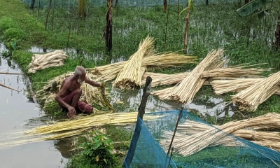 নকলায় চলতি মৌসুমে পাটের বাম্পার ফলন। ছবি- রূপালী বাংলাদেশ