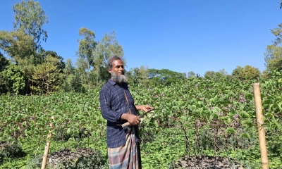 শ্রীবরদীতে আগাম শিম চাষে স্বাবলম্বী কৃষকরা