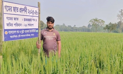 নকলায় গমের বাম্পার ফলনের সম্ভাবনা