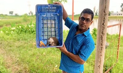 শ্রীমঙ্গল থেকে বিরল প্রজাতির বানর উদ্ধার