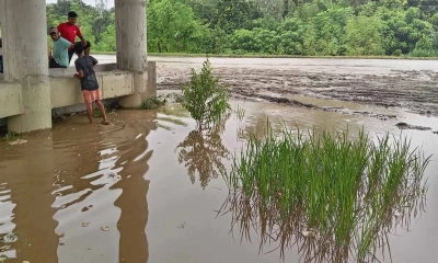 মহাসড়কের ব্রিজের নিচে ধান চাষ, এলাকাজুড়ে কৌতূহল