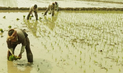 তাড়াশে বোরো ধান রোপণে ব্যস্ত সময় পার করছেন কৃষকরা