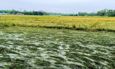 রায়গঞ্জে কালবৈশাখী ঝড়ে ফসলের ব্যাপক ক্ষতি