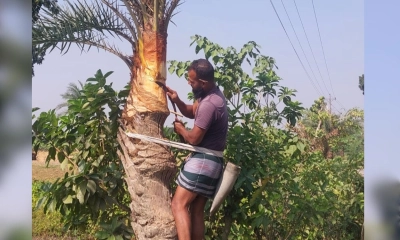 ঝিনাইদহের শৈলকুপায় খেজুরের গাছ থেকে রস সংগ্রহ করছেন এক গাছি। ছবি- সংগৃহীত