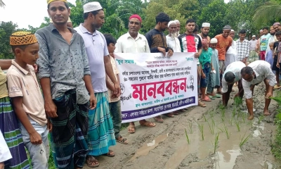 চলাচলের রাস্তায় ধানখেত! সরিষাবাড়ীতে অভিনব প্রতিবাদ