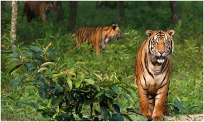 সুন্দরবনে পর্যটক বাড়াতে ২০ বছর মেয়াদি বিশেষ পরিকল্পনা 