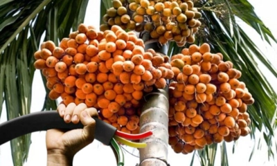 সুপারি পাড়তে গিয়ে বিদ্যুৎস্পৃষ্টে যুবকের মৃত্যু